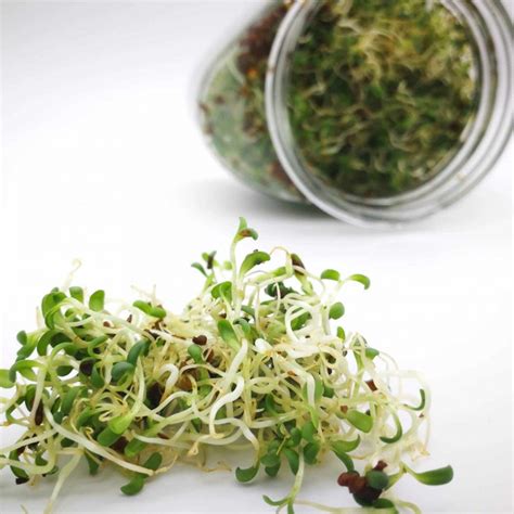 Alfalfa Samen Bio Keimsaat Microgreen Shop