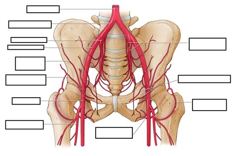 Arteries Of Posterior Abdominal Wall Diagram Quizlet