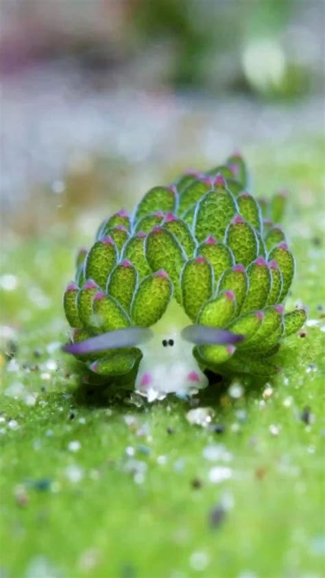 The Leaf Sheep Is An Adorable Sea Slug In 2024 Sea Slug Beautiful