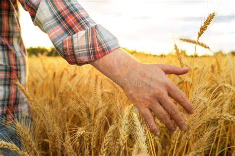 Rebentos De Cevada Num Agricultor Que Caminha Por Um Guicultor Que