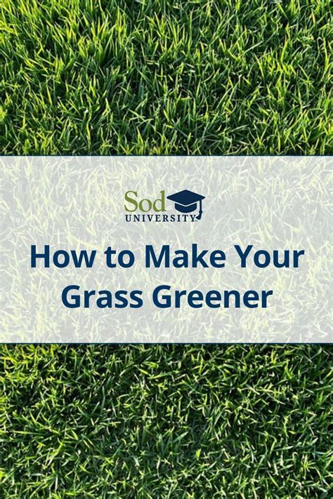 How To Make Your Grass Greener Sod University Sod Solutions Lawn Care Tips Lawn Care