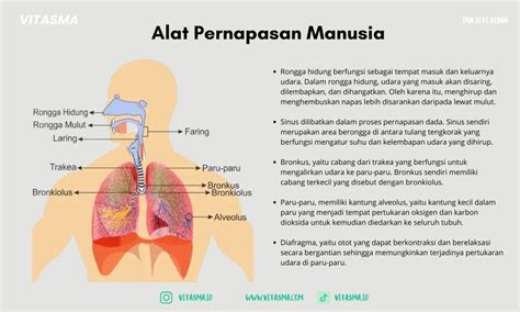 Ini Proses Inspirasi Dan Ekspirasi Pada Pernapasan Dada