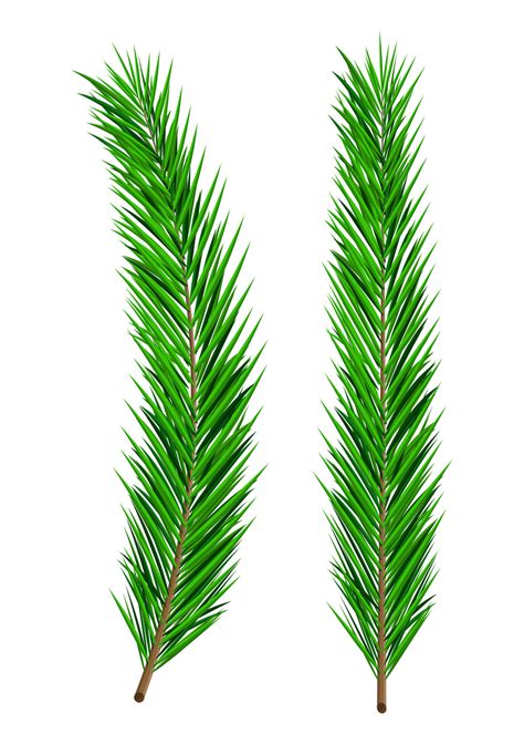 Green Lush Spruce Branch Evergreen Tree Fir Branches Happy New Year