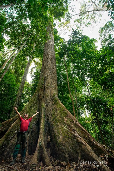 Worlds Tallest Tropical Tree Shorea Faguetiana Dsc48 Flickr