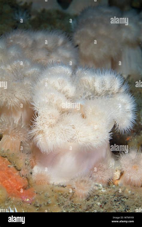 Sea anemone asexual reproduction hi-res stock photography and images ...