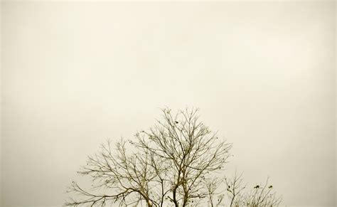 Free Images Landscape Tree Nature Branch Silhouette Cloud Sky