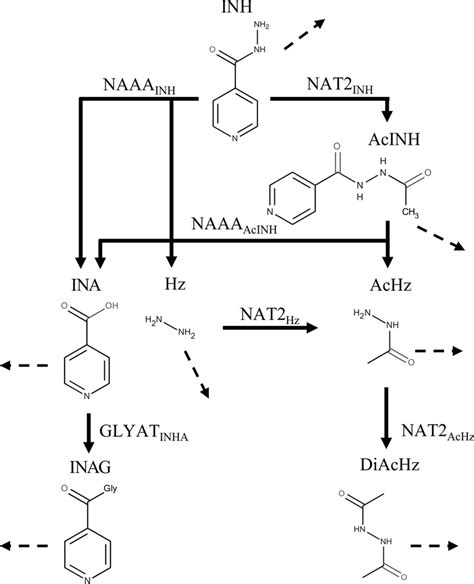 Isoniazid Metabolism Modeled In Humans Including Enzymatic