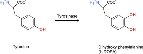 Conversion Of Tyrosine To L Dopa By Tyrosinase Download Scientific