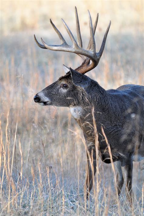 Where are North Carolina’s top public lands for archery hunting? The