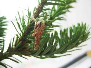 bagworms   worms      bag news