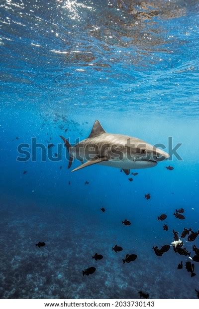 5,574 Requin Tigre Images, Stock Photos & Vectors | Shutterstock