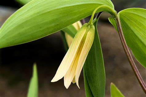 About Uvularia Hare Spring Cottage Plants