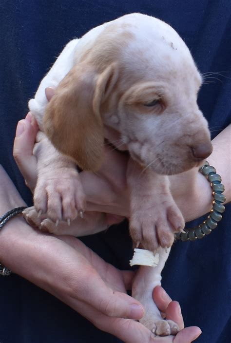 Bracco Italiano Puppies For Sale | Bracco Italiano Puppy For Sale