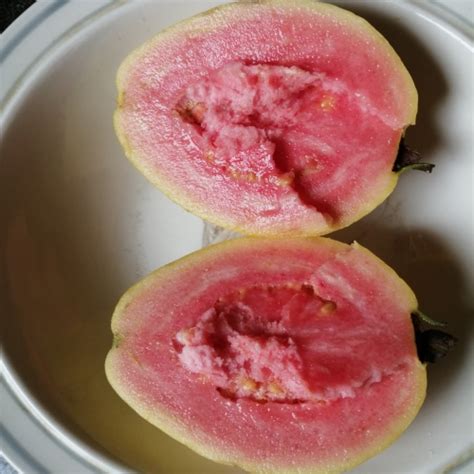 Psidium Gajava Giant Giant Guava Seeds Seeds Del Mundo