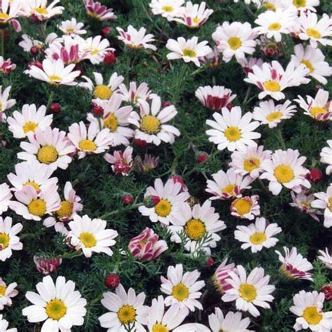 Anacyclus pyrethrum var depressus Pyrèthre d Afrique