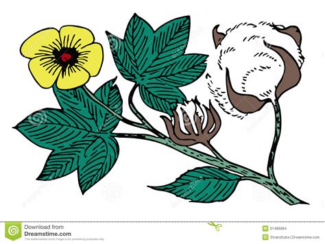 Cotton plant clipart - Clipground