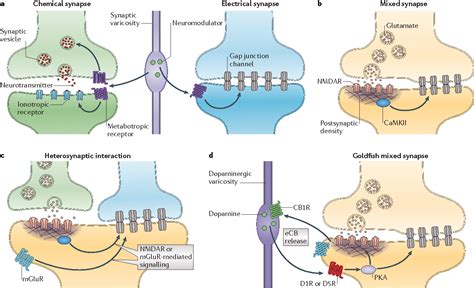 [PDF] Electrical synapses and their functional interactions with ...