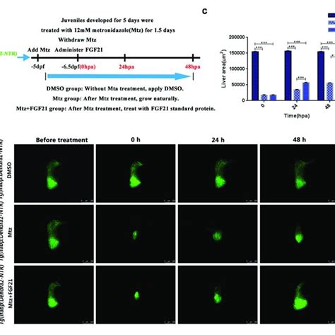 Fibroblast Growth Factor 21 Reduces Oxidative Stress After Liver