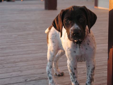 German Shorthaired Beagle Mix German Shorthaired Pointer Brittany