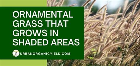 13 Ornamental Grasses For Shade