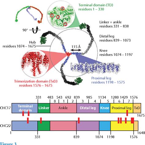 Figure 3 from Diversity of clathrin function: new tricks for an old protein. | Semantic Scholar