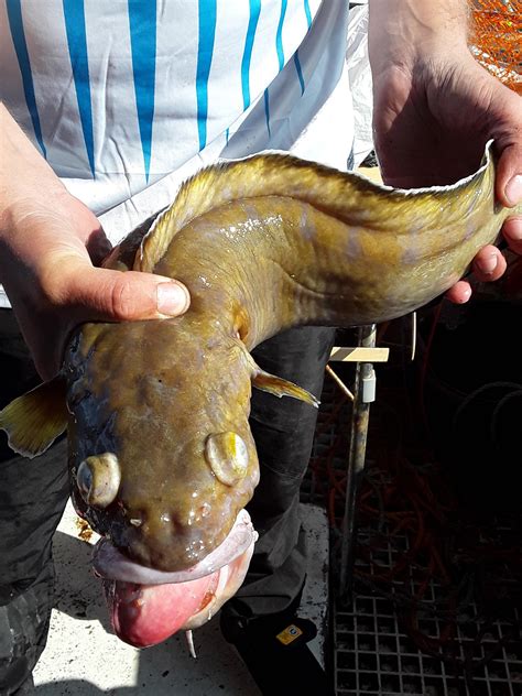 depths  cusk  tusk rfishing