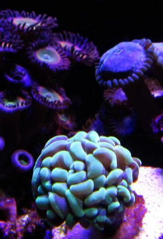 Euphyllia Feeding GROWTH Challenge! | Reef2Reef