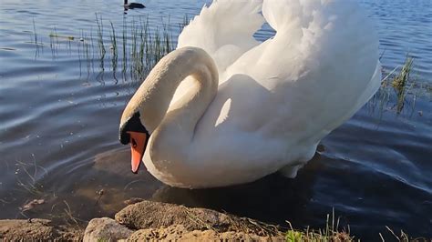 Mute Swan Cob King Swan Feeding On Seeds Provided By Me YouTube