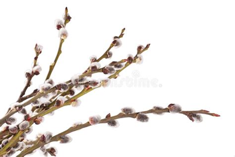 Pussy Willow Twigs Isolated Stock Photo Image Of Grey Plant 67897332