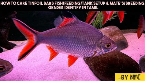 How To Care Tinfoil Barb Fishfeedingtank Setup And Matesbreeding