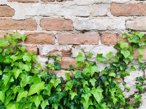 Premium Photo Ivy Growing On Brick Wall