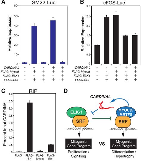 Cardinal Antagonizes Srftcf Gene Transcription Regulation Of The