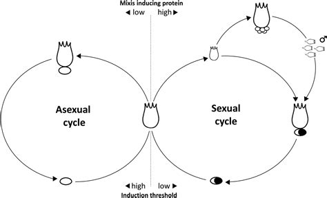 Higher Rates Of Sex Evolve During Adaptation To More Complex