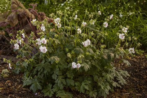 Bodziszek Geranium X Cantabrigiense Biokovo Sklep Zielona Pokusa