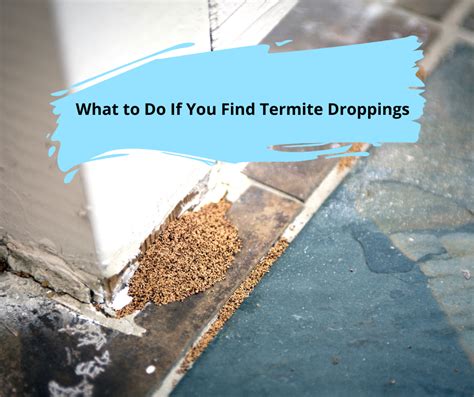 Found Termite Droppings But No Termites Asap Cash Offer