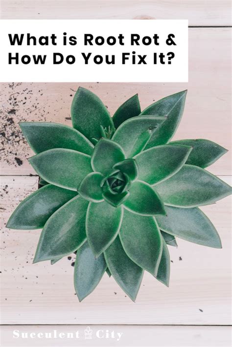 What Is Succulent Root Rot And How Do You Fix It Succulent City