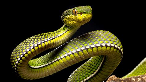 20 Types Of Snakes, Ranked By Danger Level