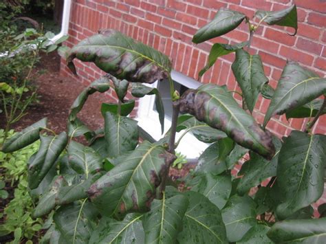 Lilac Leaves Curling And Brown