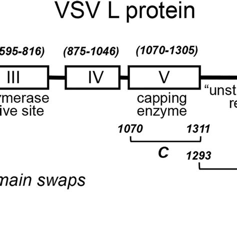 Schematic Map Of Vsv Ind L Protein Showing Location Of Conserved