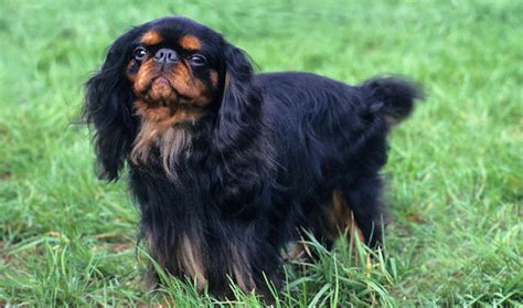 English Toy Spaniel Full Profile History And Care