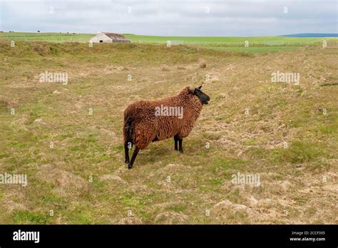 East Friesian Schwarz Braun Ostfriesische Milchschaf Breed Of Dairy