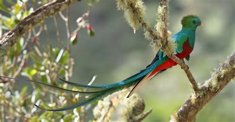 Wildlife Beautiful Quetzal Bird