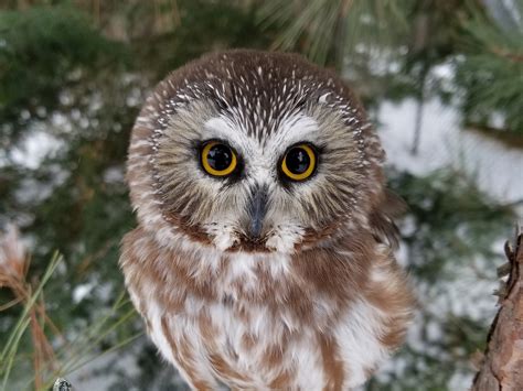 Northern Saw Whet Owl