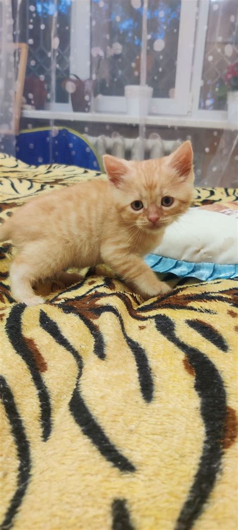 Продам британских, шотландские кошинят/ котята: 100 грн. - Коти Бровари ...