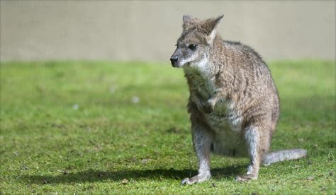 parma wallaby revamp dudley zoo  castle