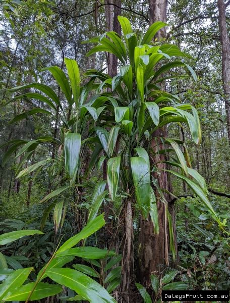 Cordyline Petiolaris Ubicaciondepersonas Cdmx Gob Mx