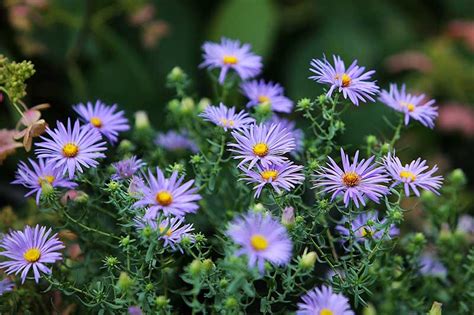 11 of the Best Blue Aster Varieties | Gardener’s Path