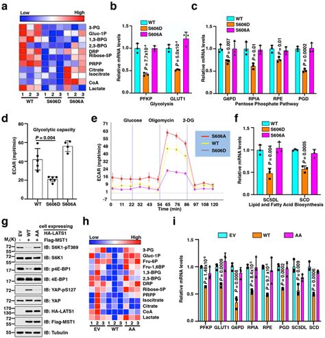 LATS Suppresses MTORC1 Activity To Directly Coordinate Hippo And MTORC1