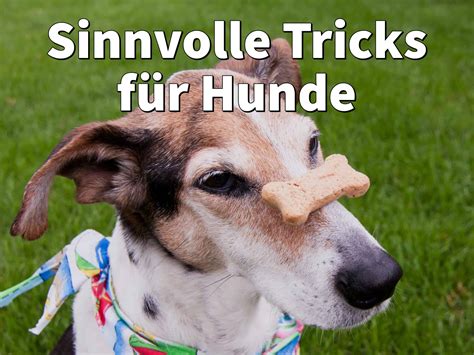 Sinnvolle Tricks für Hunde 7 Beste Hundetricks beibringen