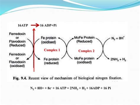 Nitrogen Fixation Mechanism And Genes Involved In Nitrogen Fixation Ppt